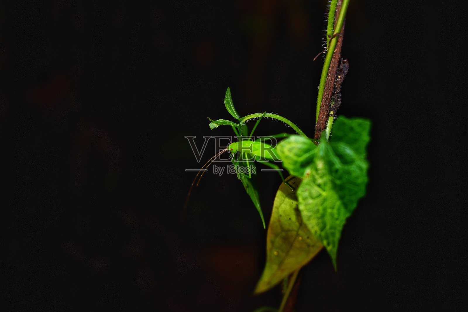 蚱蜢。在泰国南部发现的叶虫。照片摄影图片