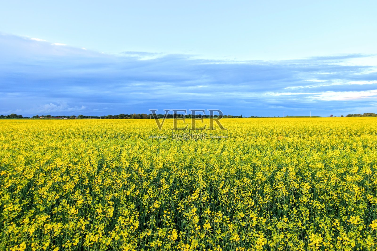 在加拿大艾伯塔省的埃德蒙顿，一片油菜籽田的黄色海洋照片摄影图片