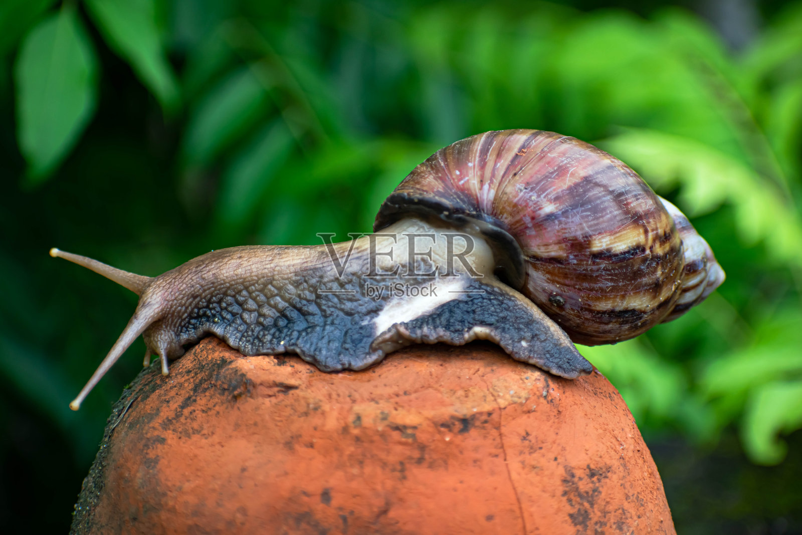 蜗牛坐在瓦锅上照片摄影图片