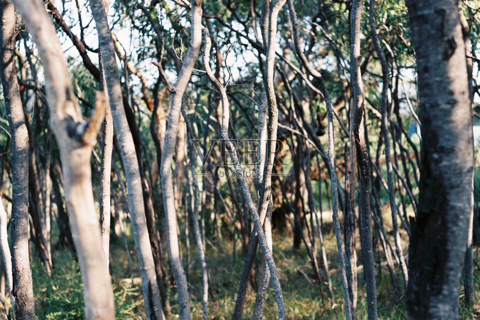 摘要森林照片摄影图片