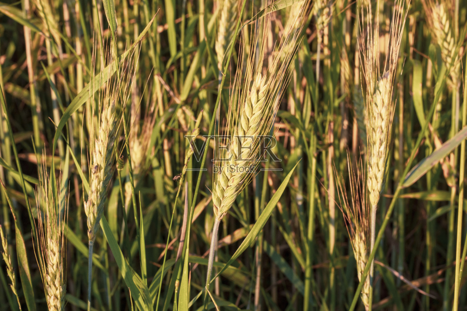 美丽的麦田与黄色小穗和森林。背景。种植和照顾面包的概念照片摄影图片