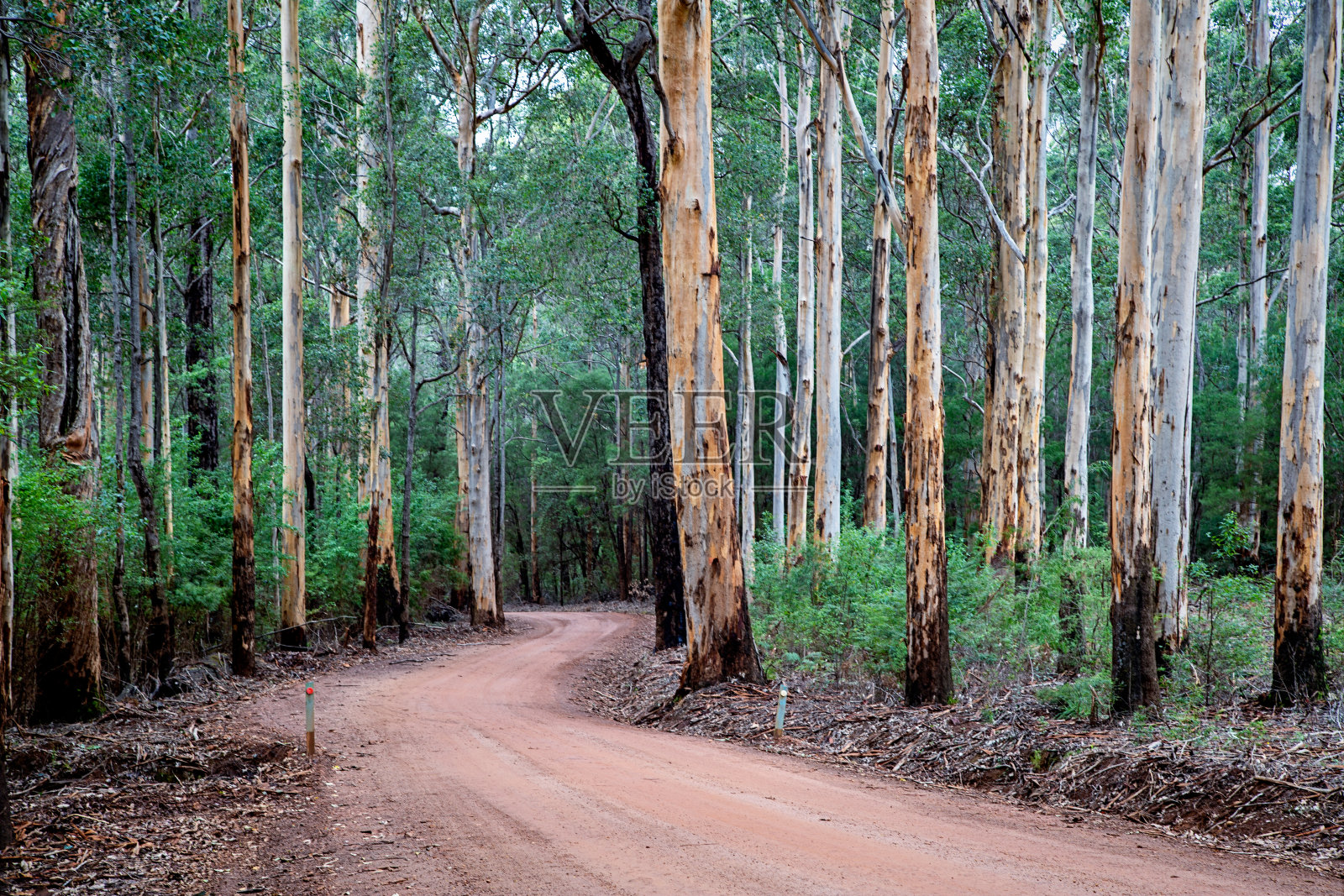 穿过karri森林的土路照片摄影图片