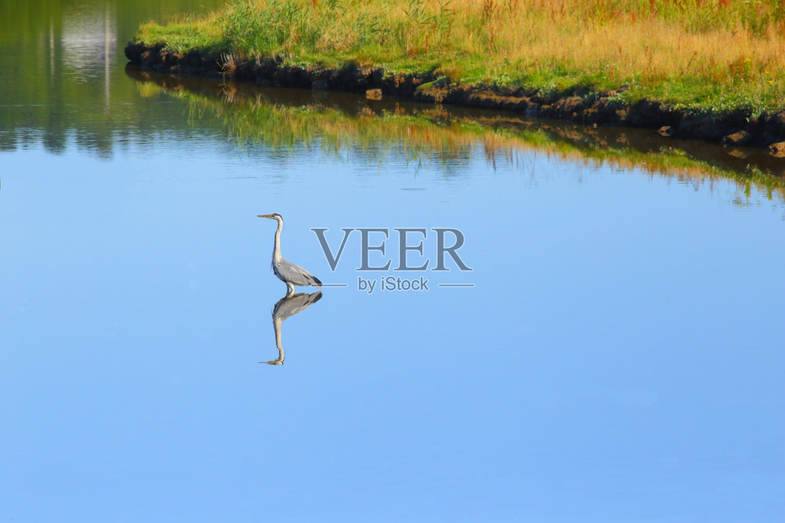 苍鹭钓鱼照片摄影图片