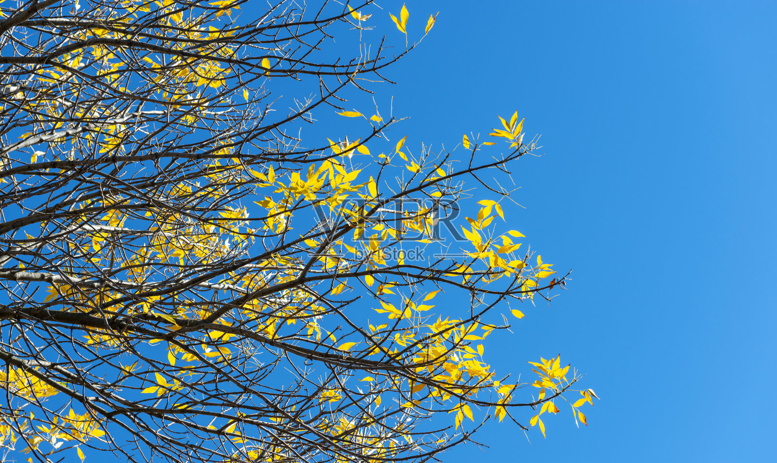 秋天的夏树照片摄影图片