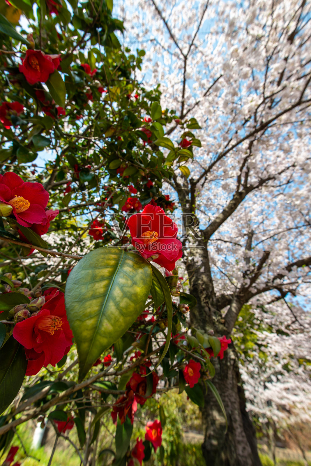 山茶花在樱花前盛开照片摄影图片