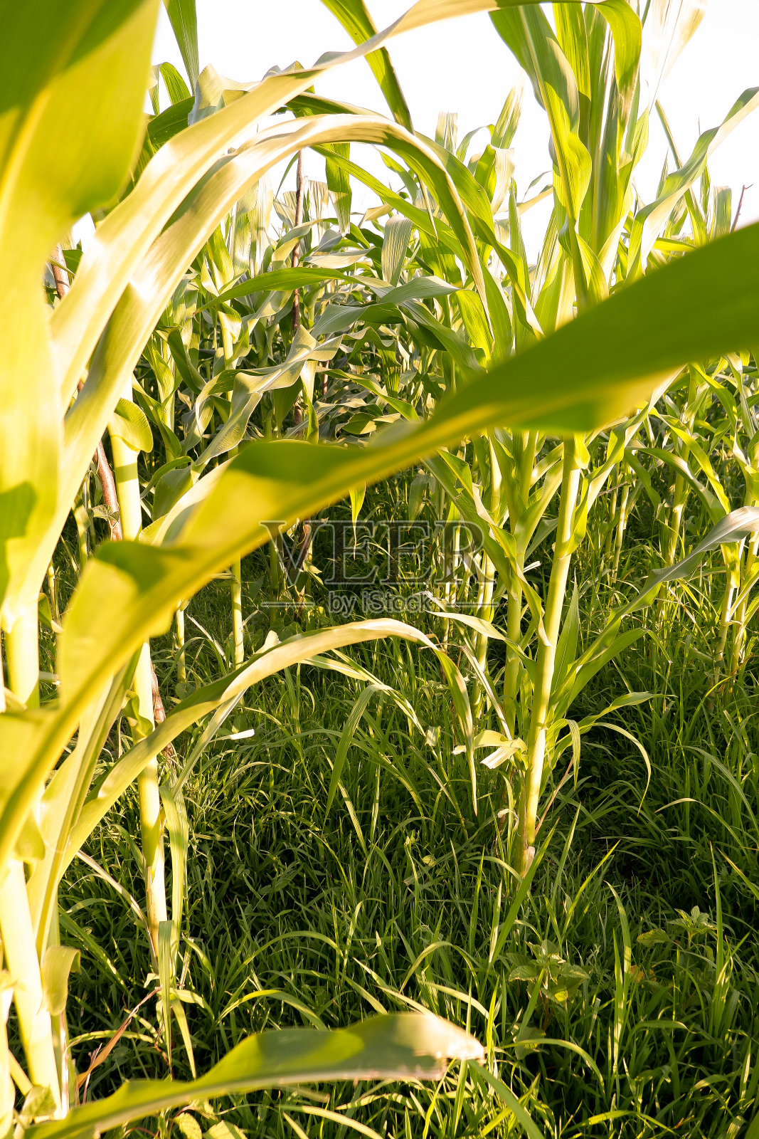 玉米田近距离拍摄有机农业照片摄影图片