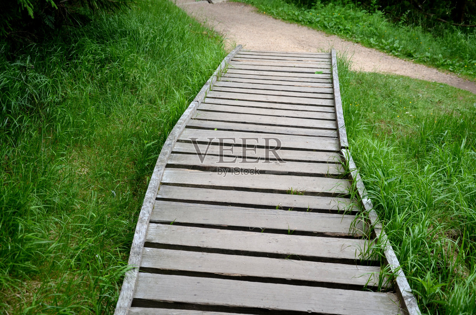 木栈道在自然保护区的云杉森林中，在一个浸水的泥炭沼泽上，灰色的实木横跨1米宽的树木之间曲折的木板徒步小径照片摄影图片