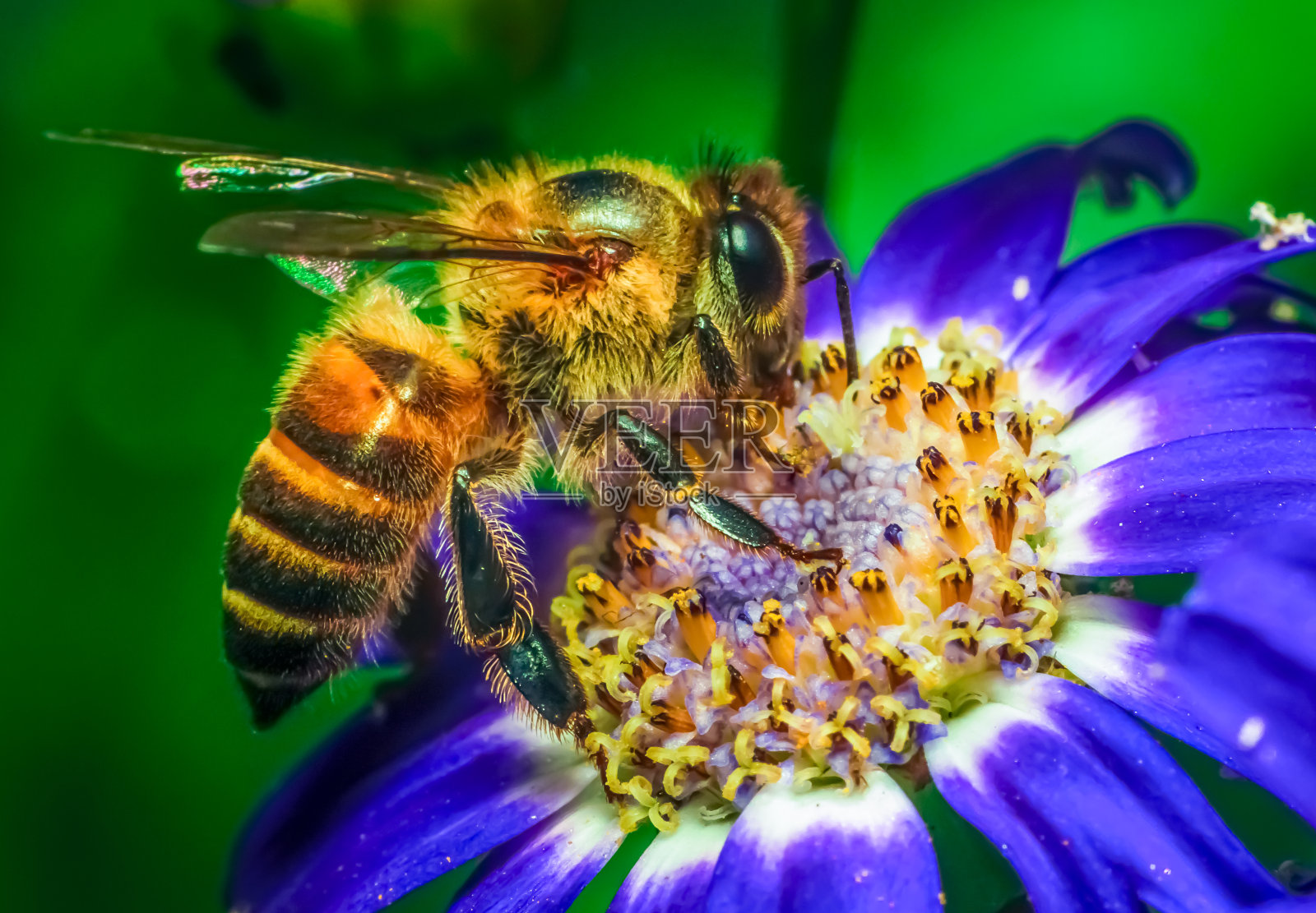 一只蜜蜂正在从花中提取花蜜。特写镜头照片摄影图片