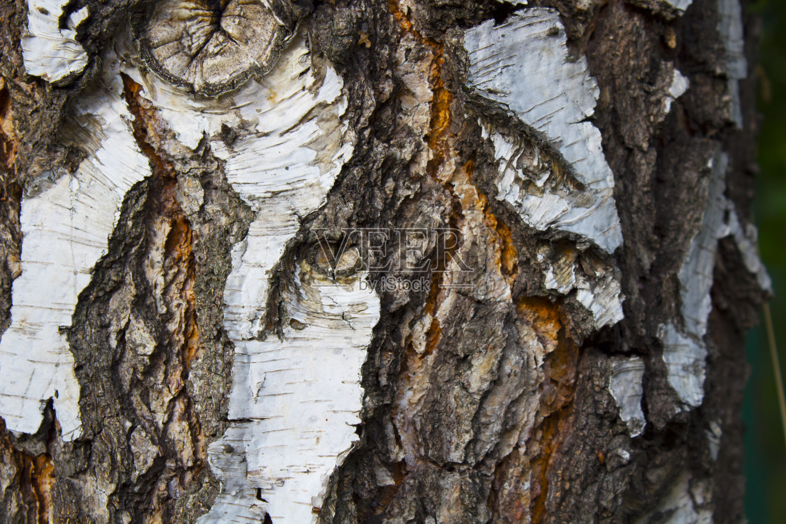 桦树干，桦树皮照片摄影图片