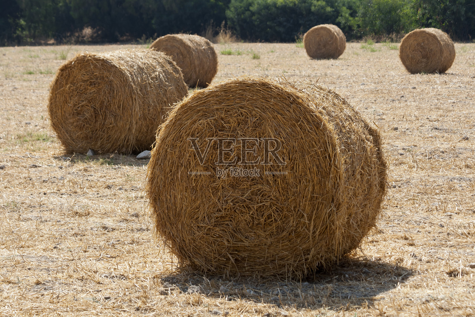农田上的稻草捆照片摄影图片
