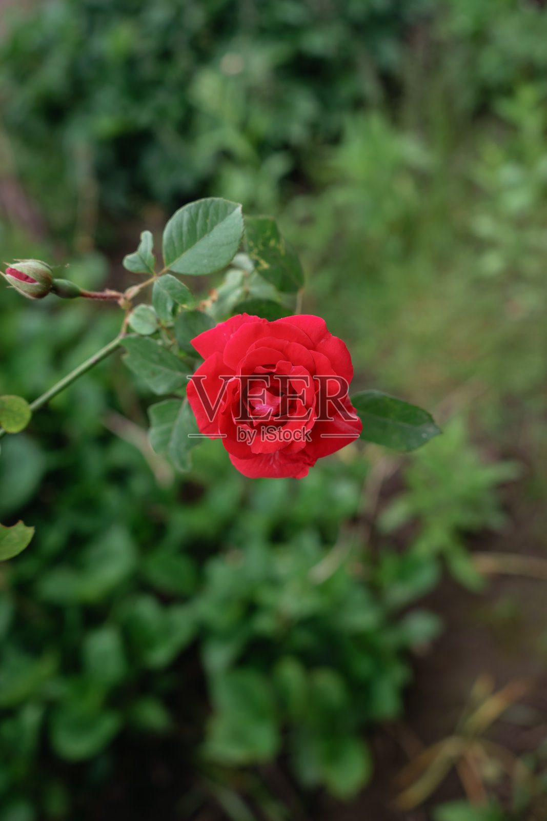 在绿色的花园背景上近距离地观赏红玫瑰。雨后。照片摄影图片