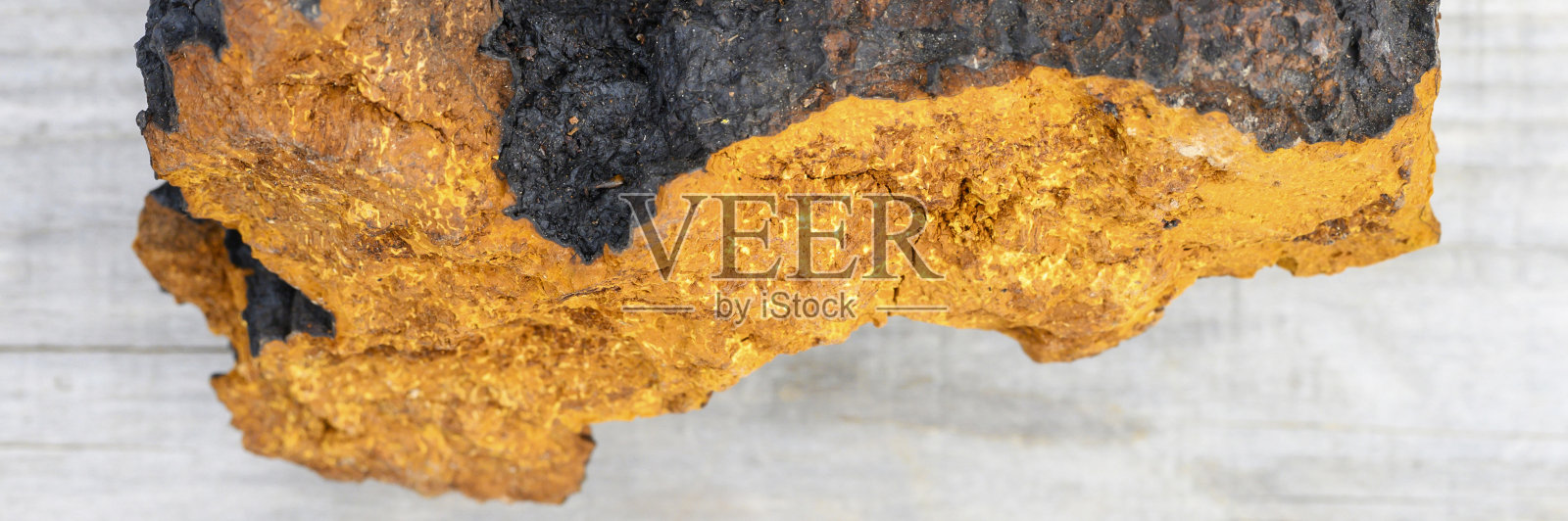 野生蘑菇桦树真菌生在木质背景上。横幅照片摄影图片