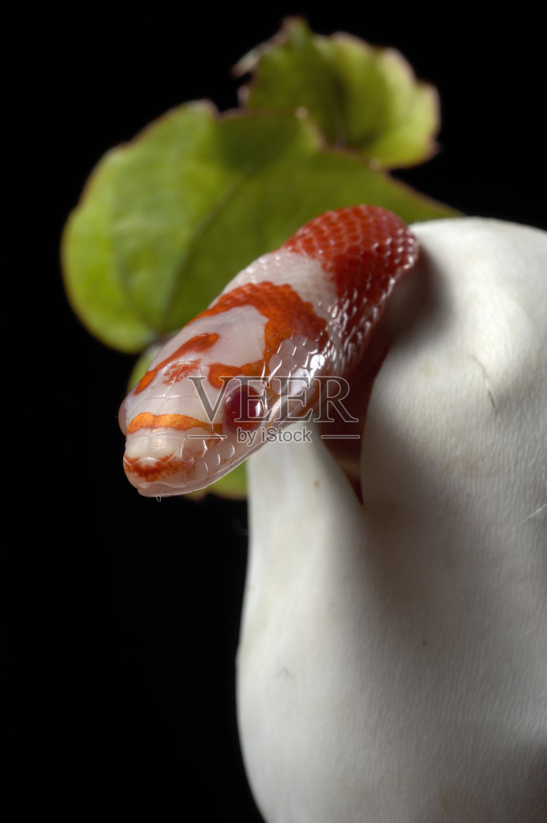 白化蛇照片摄影图片