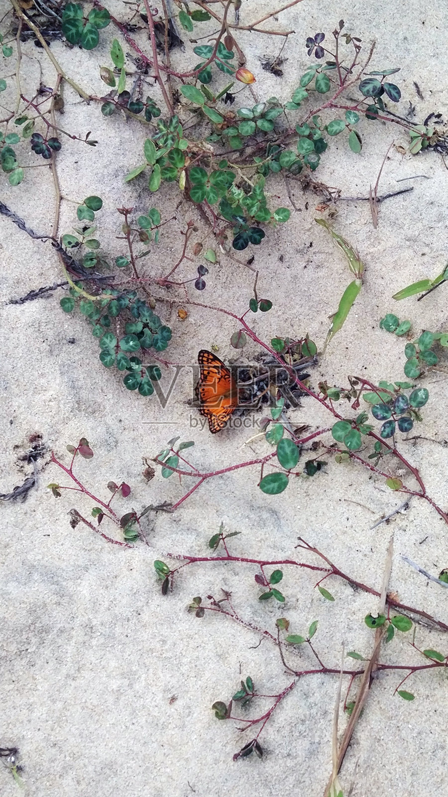 田野里的蝴蝶照片摄影图片