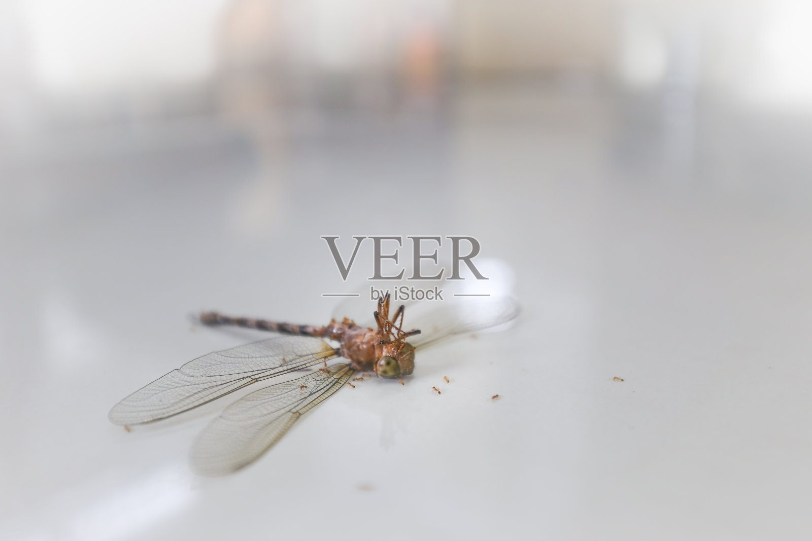 大死，死蜻蜓被蚂蚁驱赶。在房子里面的白色光滑瓷砖上。模糊的散景白色背景。一天光照片摄影图片