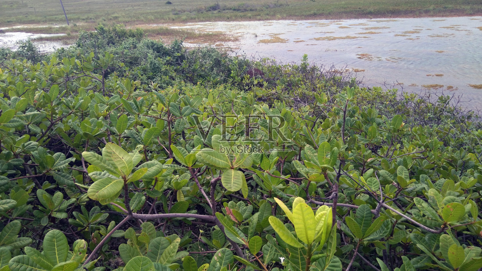 沿海森林照片摄影图片