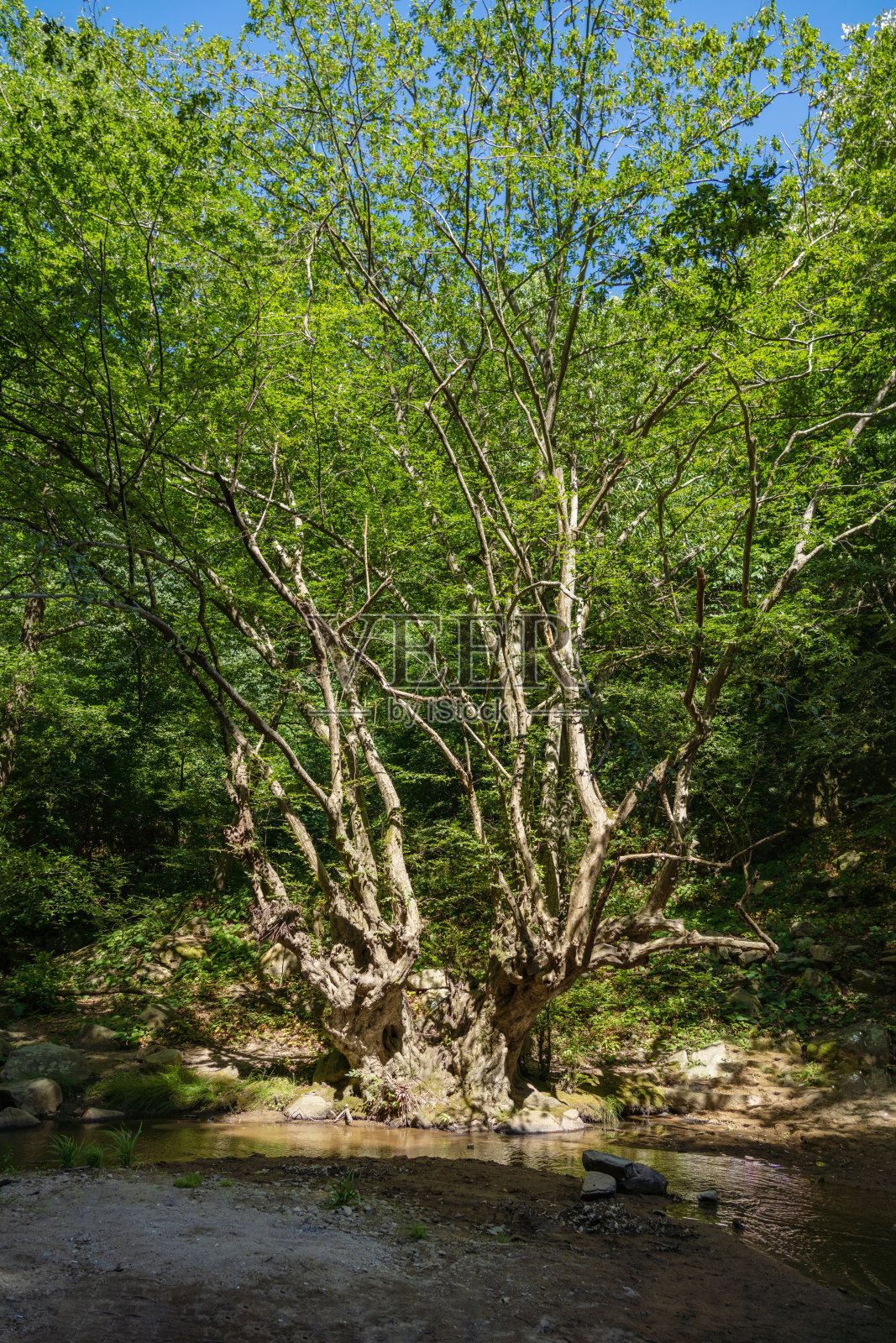 在森林的边缘，老树小溪流。照片摄影图片