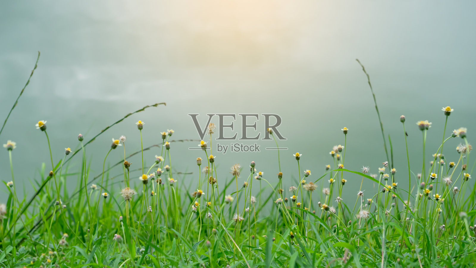 背景一侧的黄色草花模糊了，橙色的光照片摄影图片