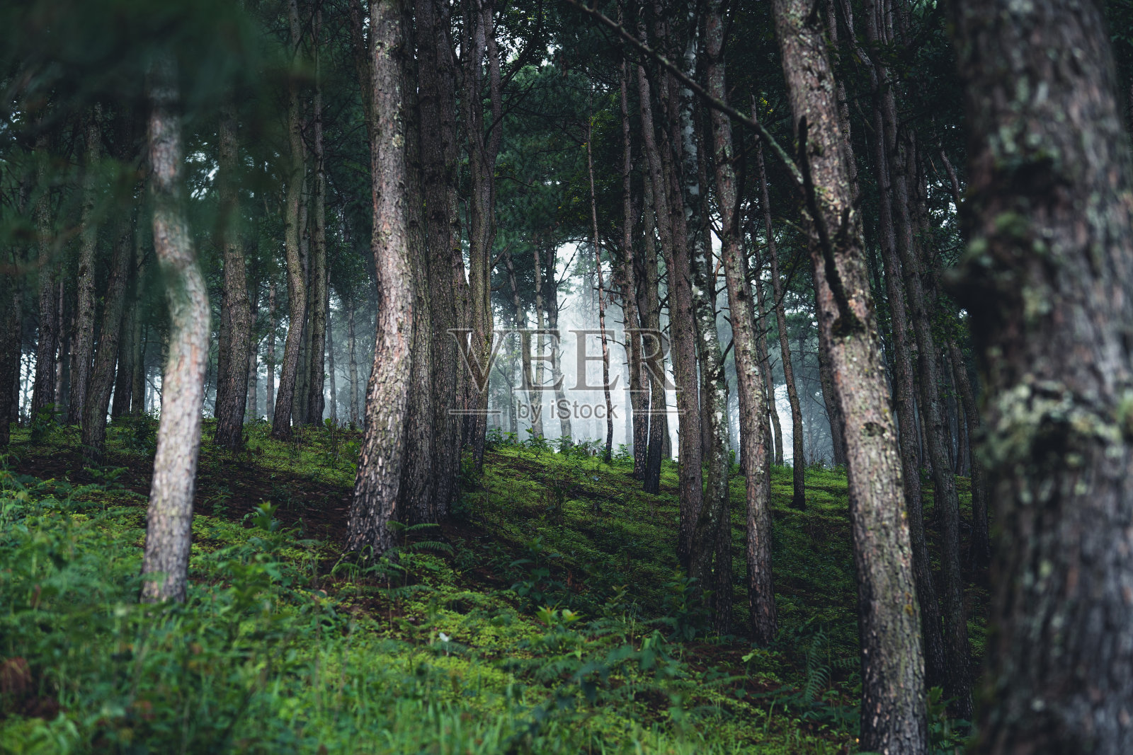天然林雨——雨季树木和绿林出入口照片摄影图片