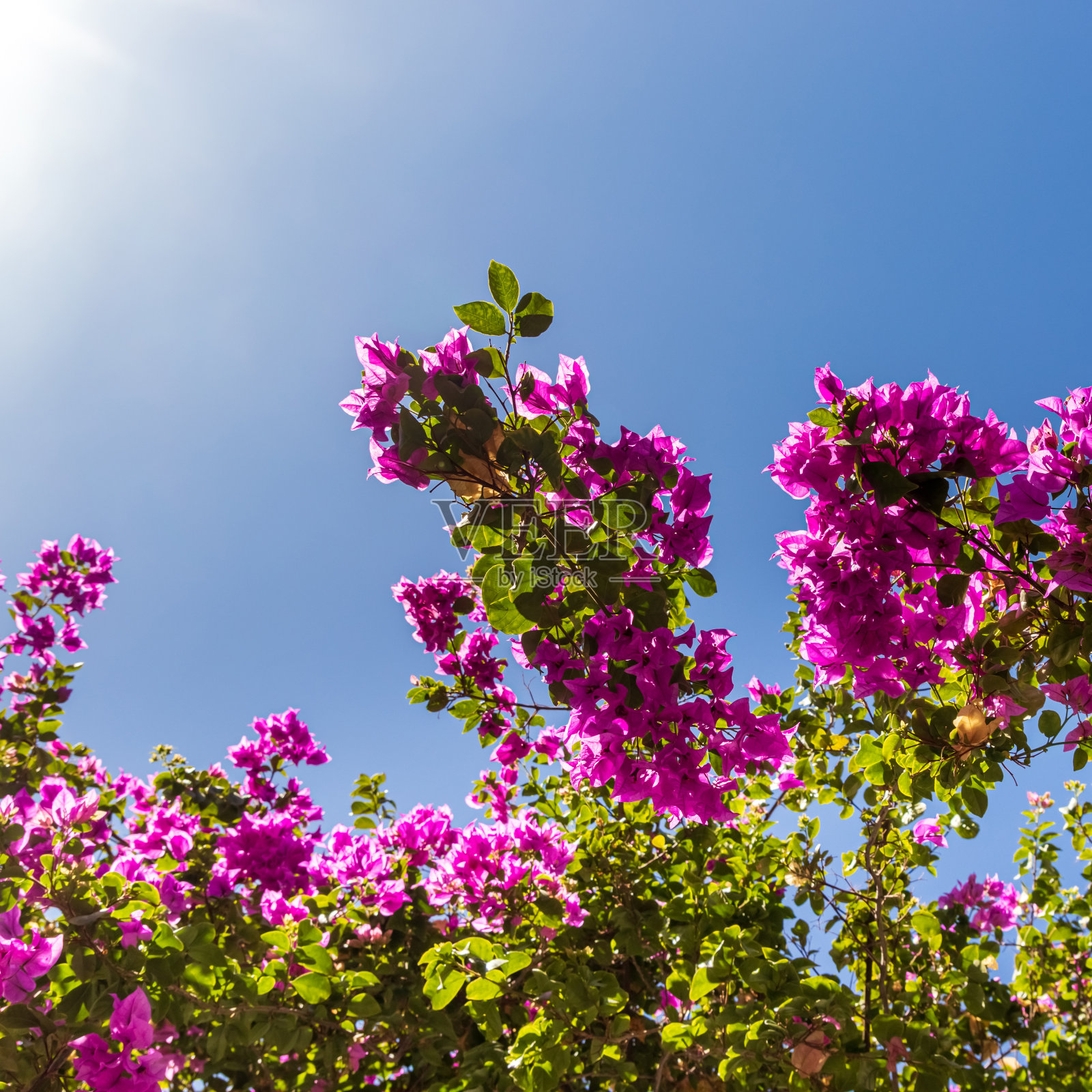 盛开的鲜花照片摄影图片