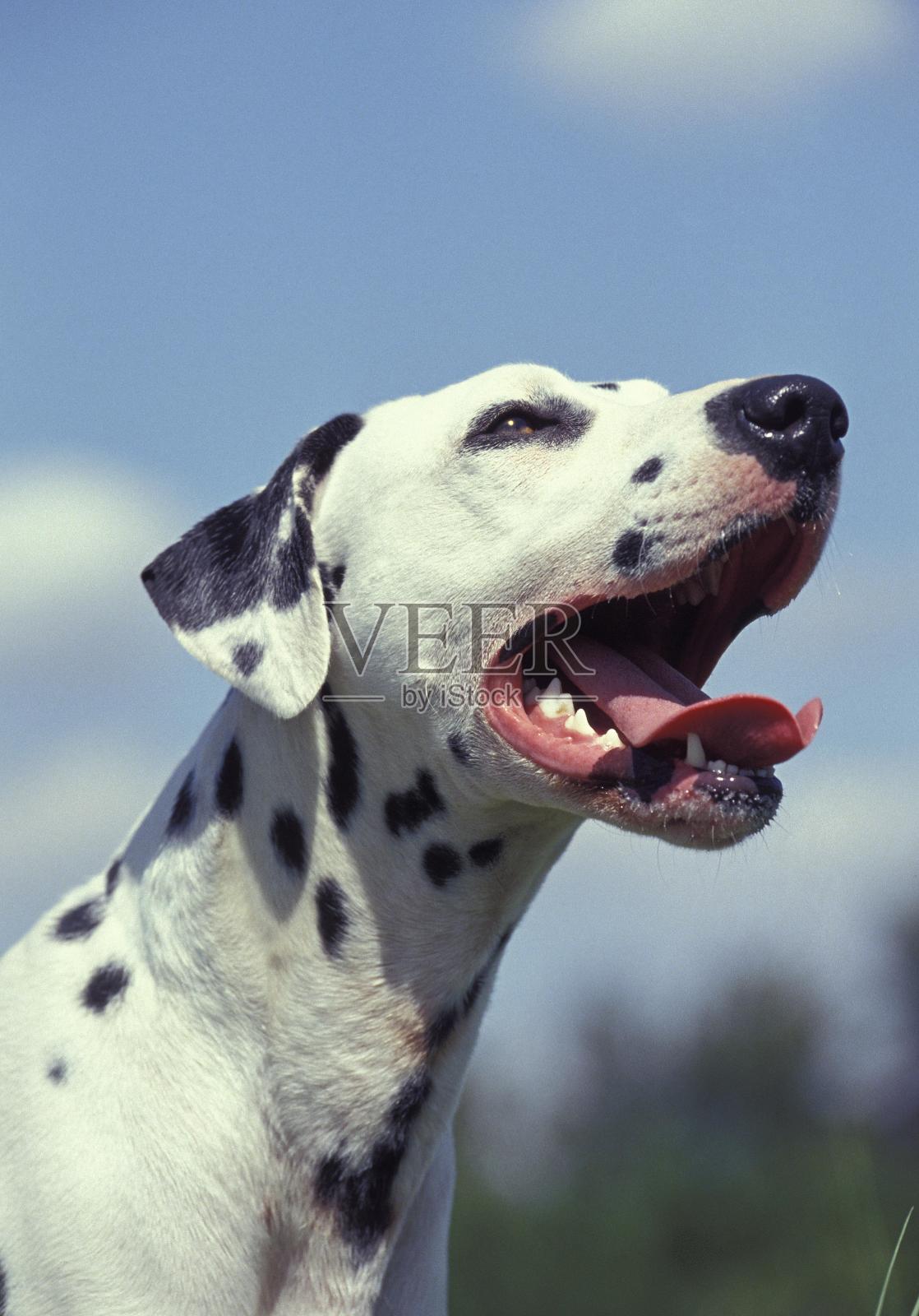 斑点狗的肖像照片摄影图片