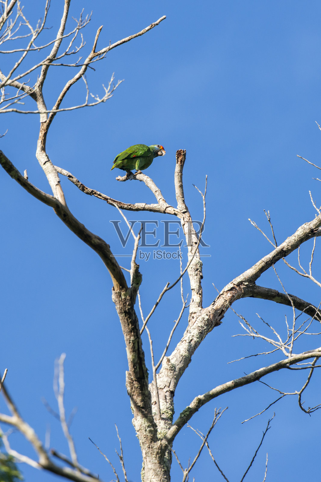 红眉鹦鹉摄于圣埃斯皮里托的林哈拉斯。巴西东南部。照片摄影图片