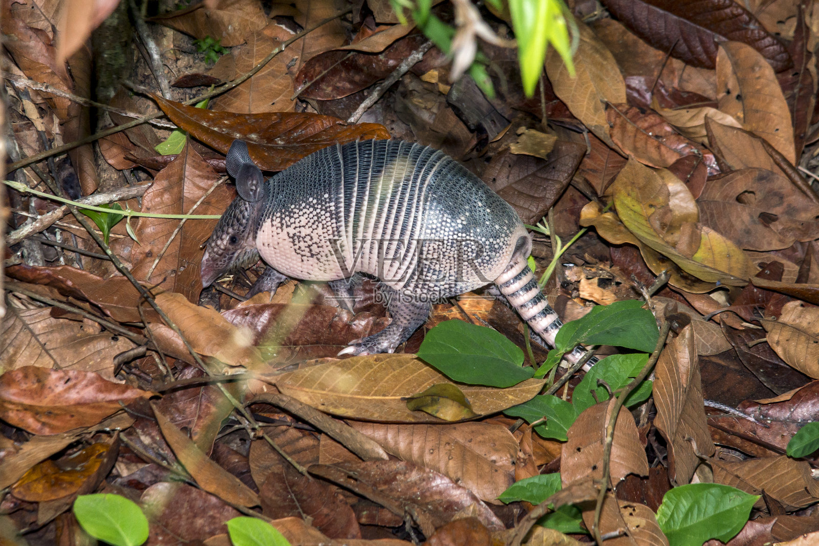 在圣埃斯皮里托的Linhares拍摄的九只带状犰狳。巴西东南部。照片摄影图片