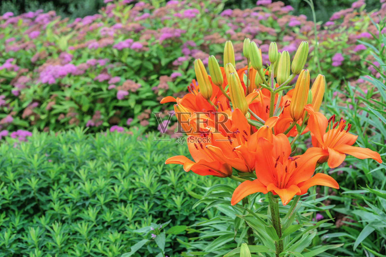 桔子花百合在花园里。俗称东方占星百合。照片摄影图片