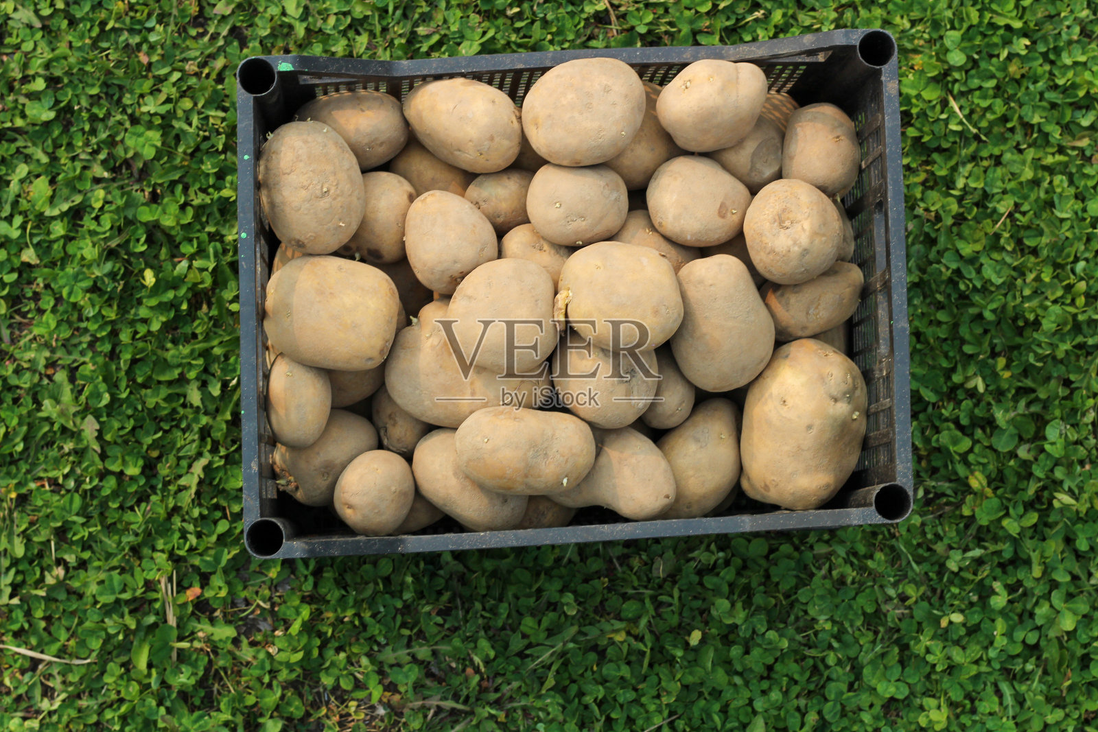 在绿色的草地上用塑料盒子种土豆。俯视图照片摄影图片