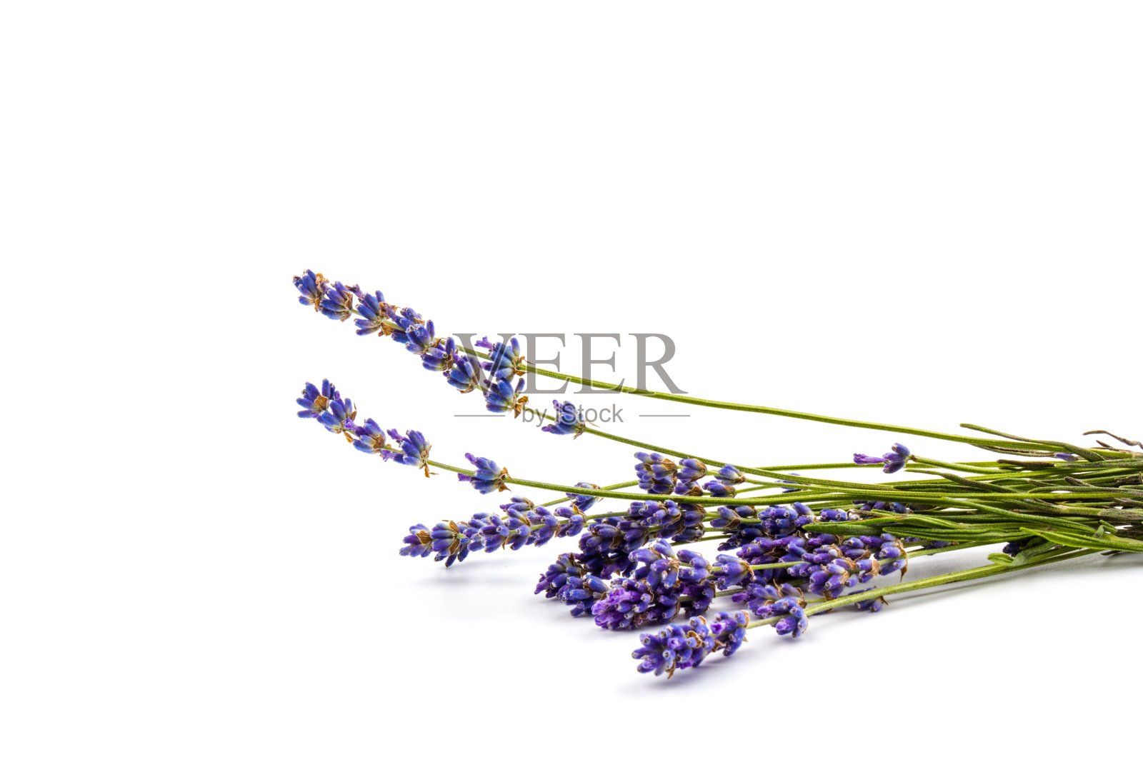 孤立在白色背景上的薰衣草花。关闭了。空间的文本照片摄影图片