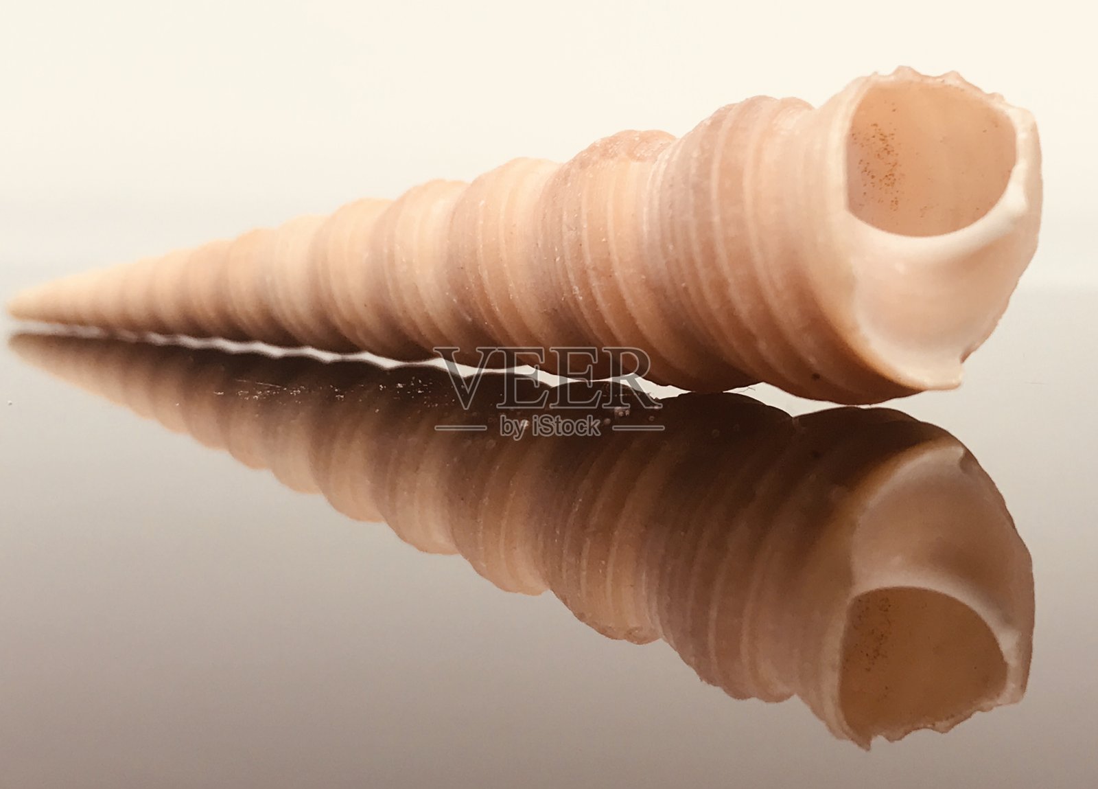 海贝照片摄影图片