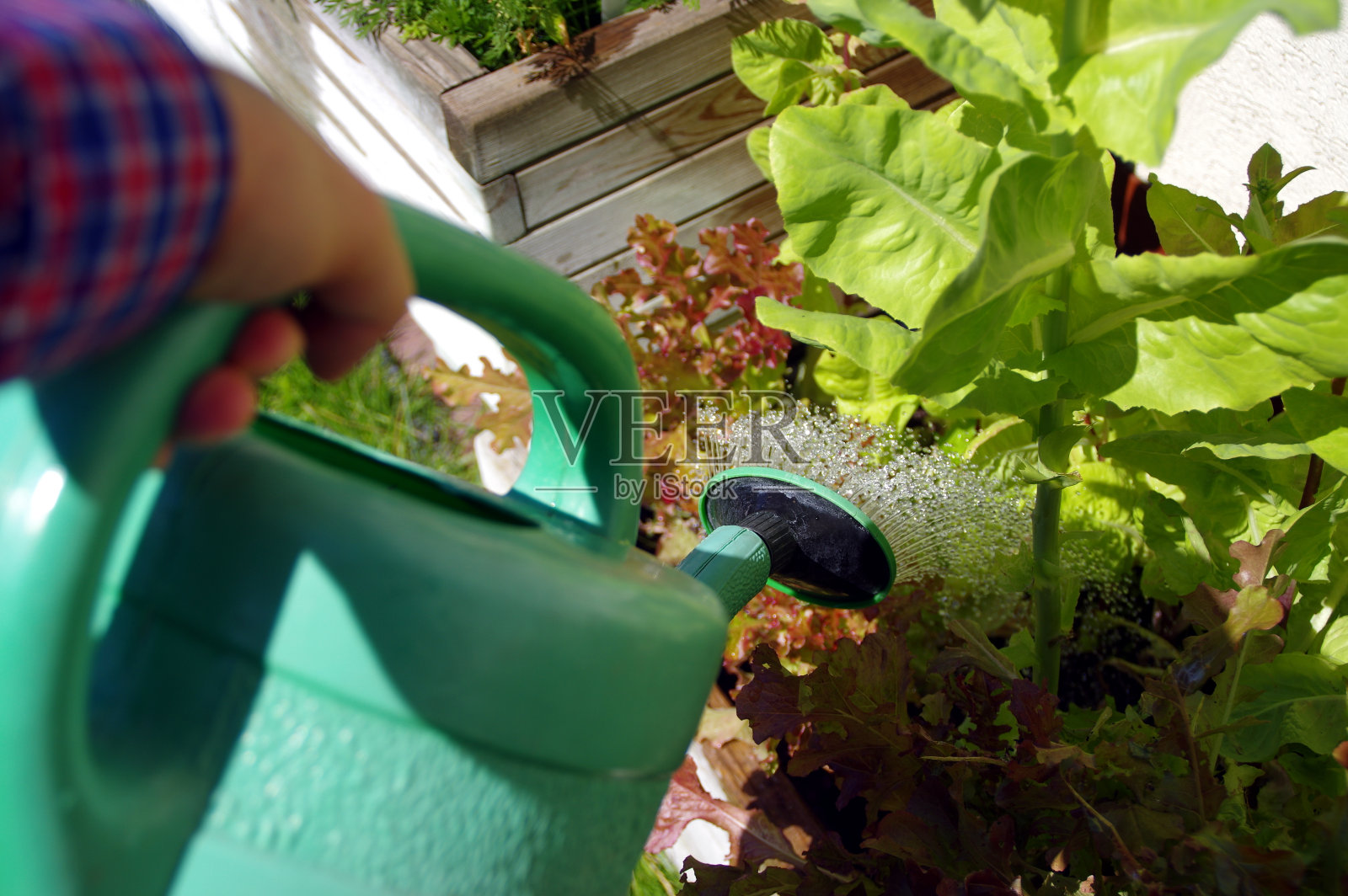 从自家花园里的喷壶里流出的一股水流照片摄影图片