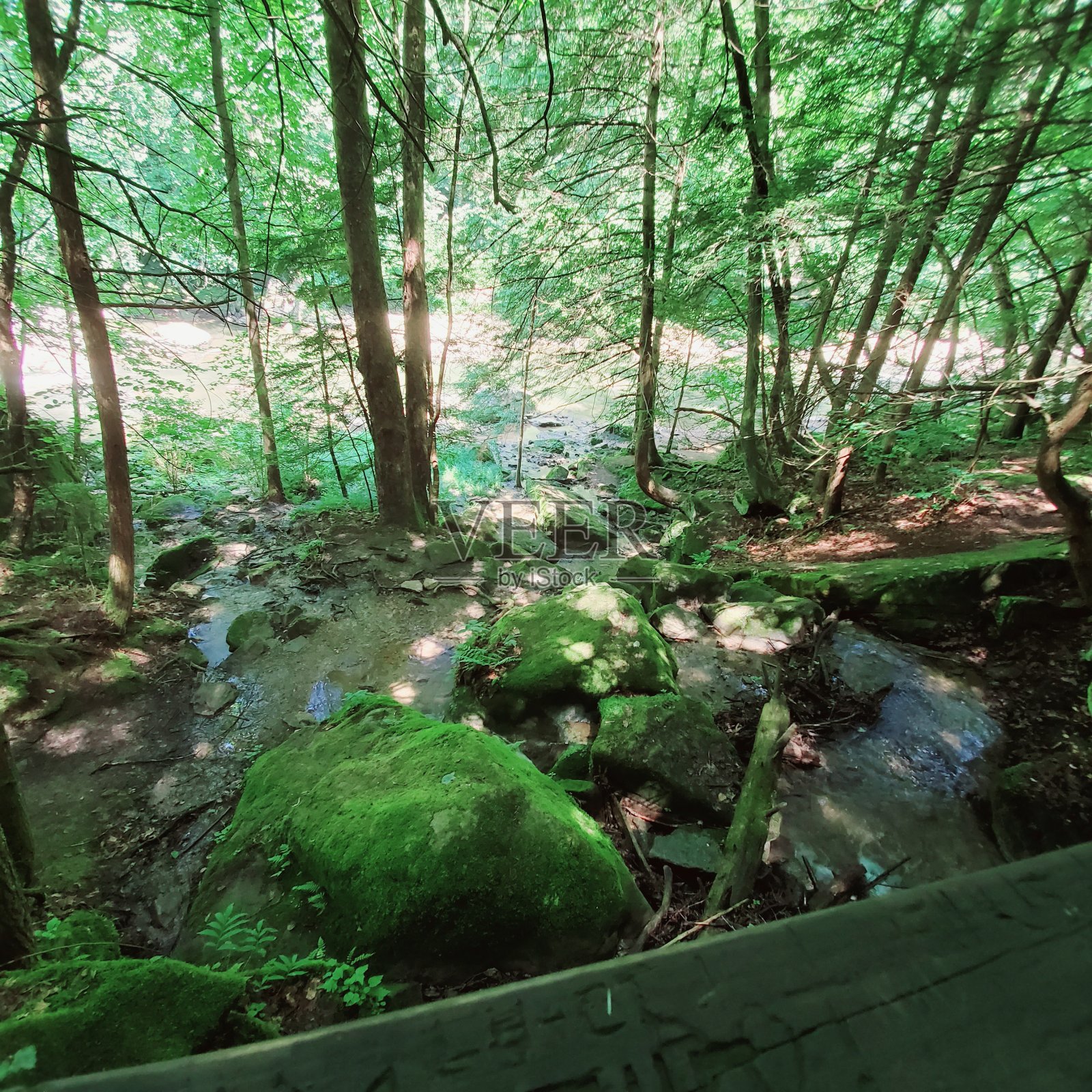 森林中的水照片摄影图片