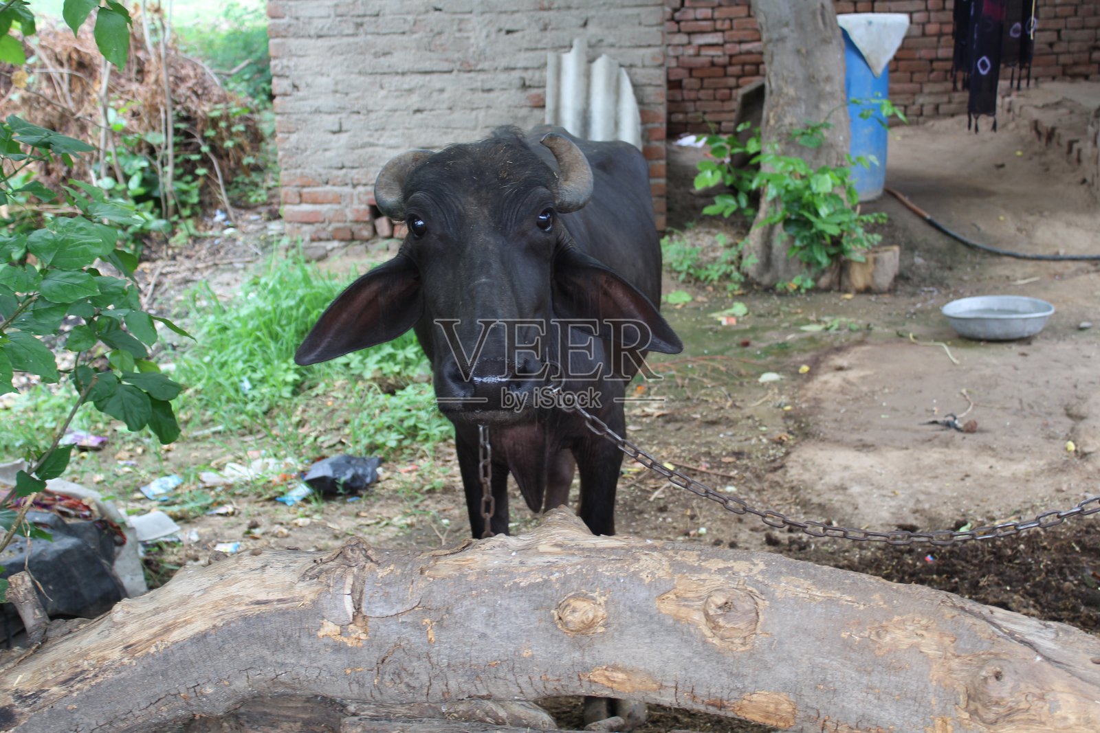 水牛动物在村树照片摄影图片