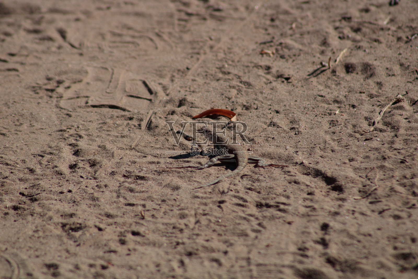 斑尾蜥蜴照片摄影图片