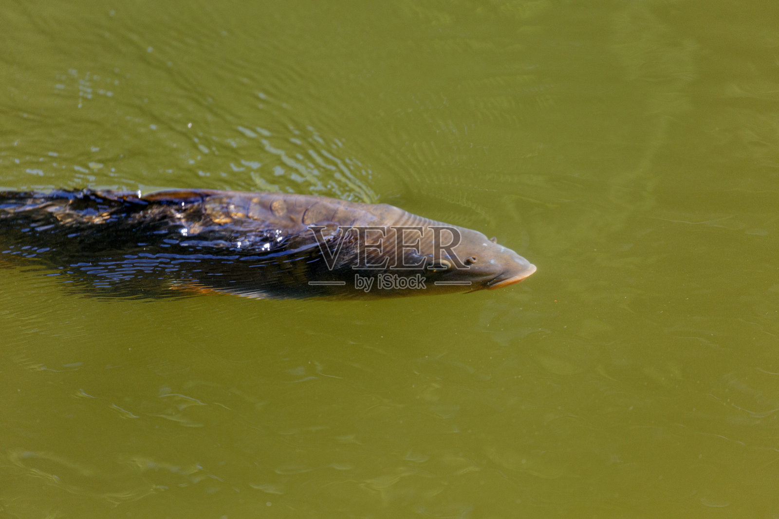 鱼在公园的湖里游泳照片摄影图片