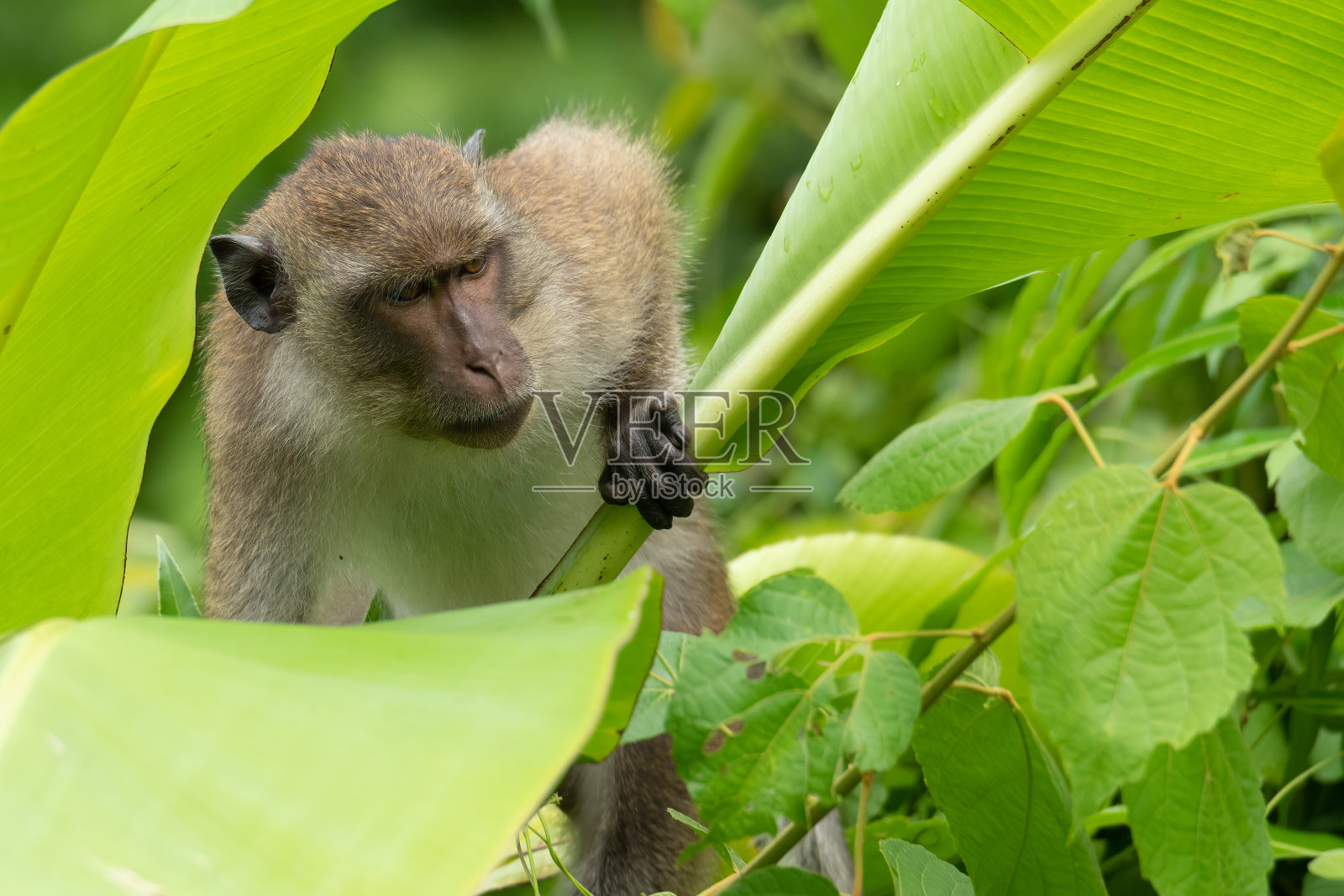 年轻的雄性食蟹猕猴爬上香蕉树遥望远方照片摄影图片