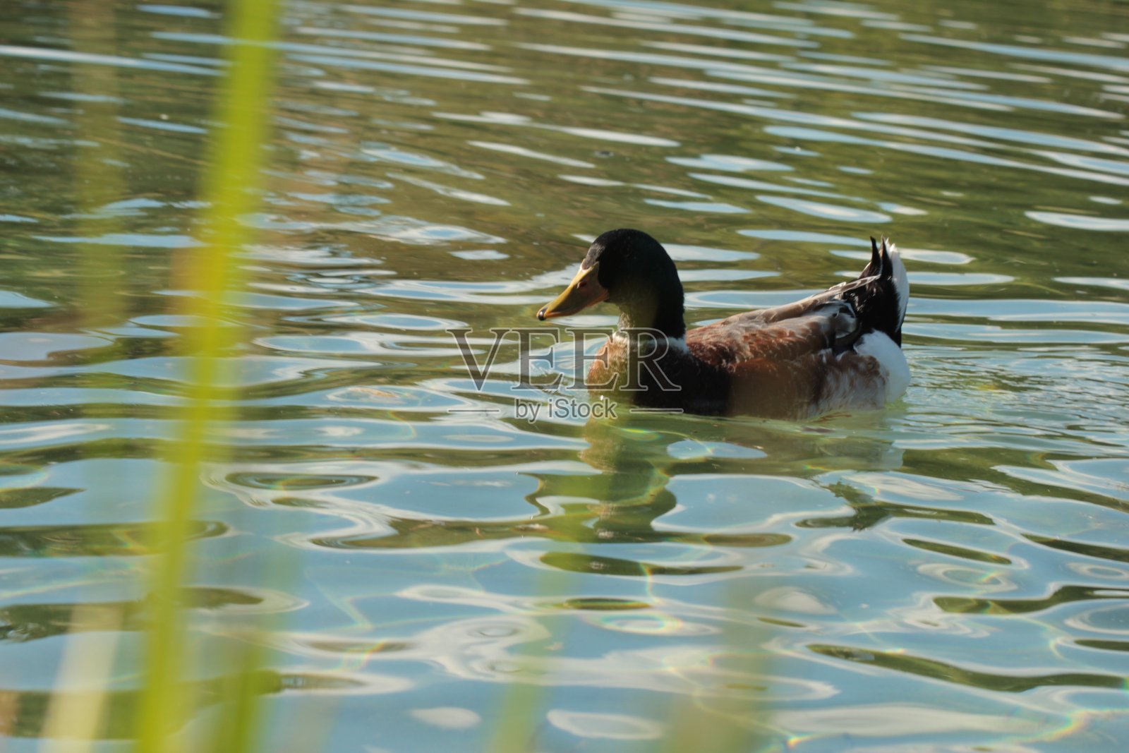 湖照片摄影图片