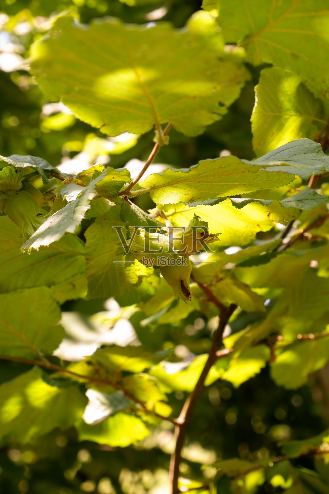 榛子在树上生长照片摄影图片