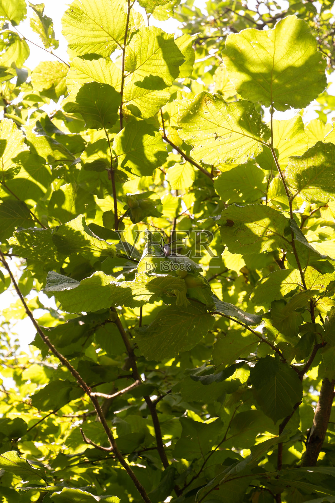 榛子在树上生长照片摄影图片
