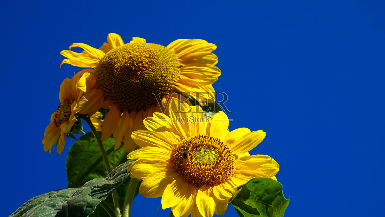 一个美丽的向日葵对蓝天的特写照片摄影图片