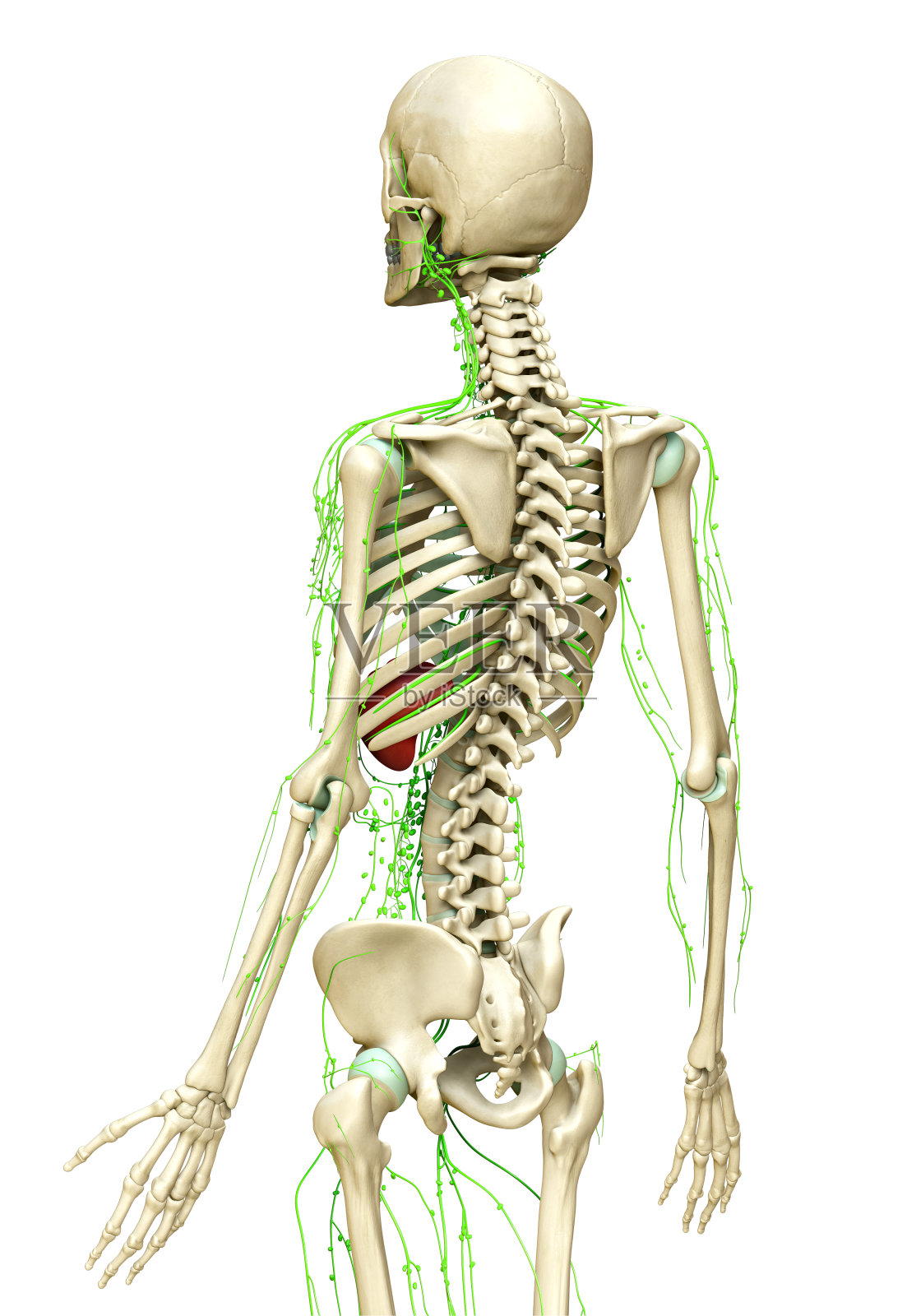 3d渲染医学上准确的淋巴系统的插图照片摄影图片