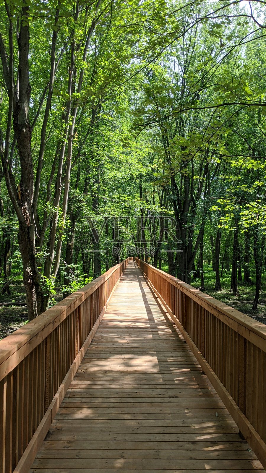 安塞杜港生态园大桥(照片a)照片摄影图片