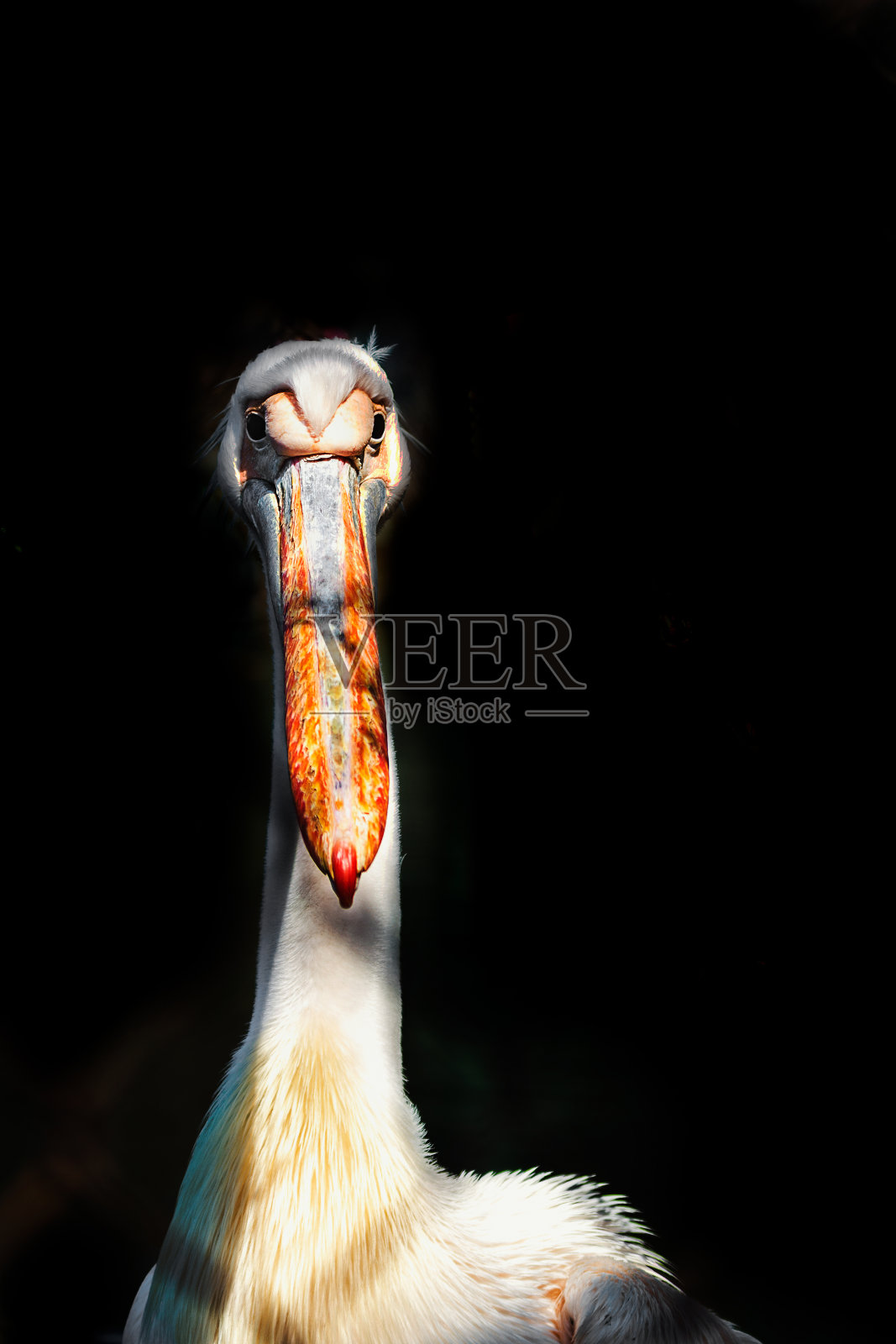 白色鹈鹕的肖像与明亮的橙色喙在黑色的背景照片摄影图片