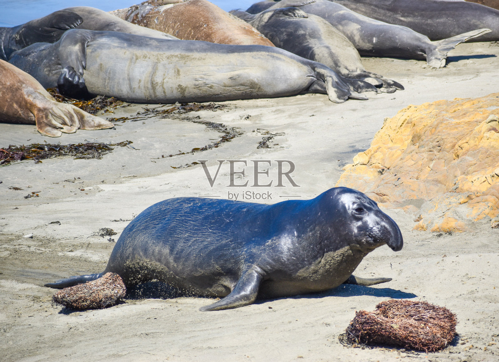 有趣的象海豹在大苏尔海岸的海滩上休息照片摄影图片