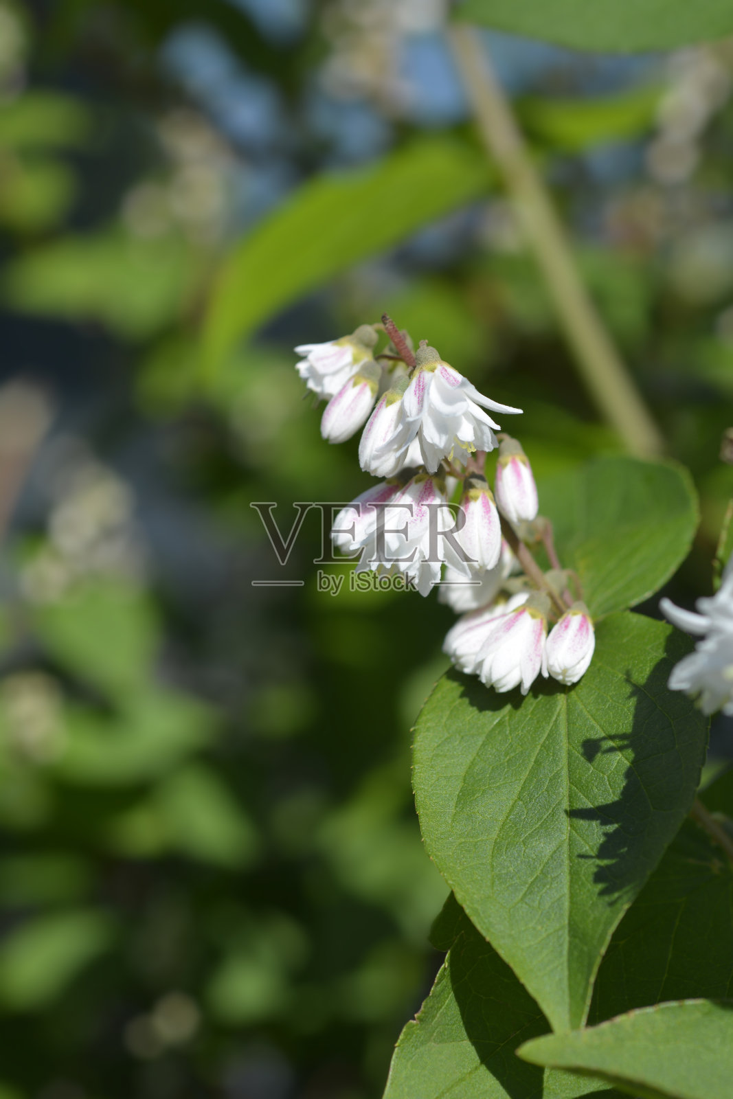 模糊deutzia florore全体会议照片摄影图片