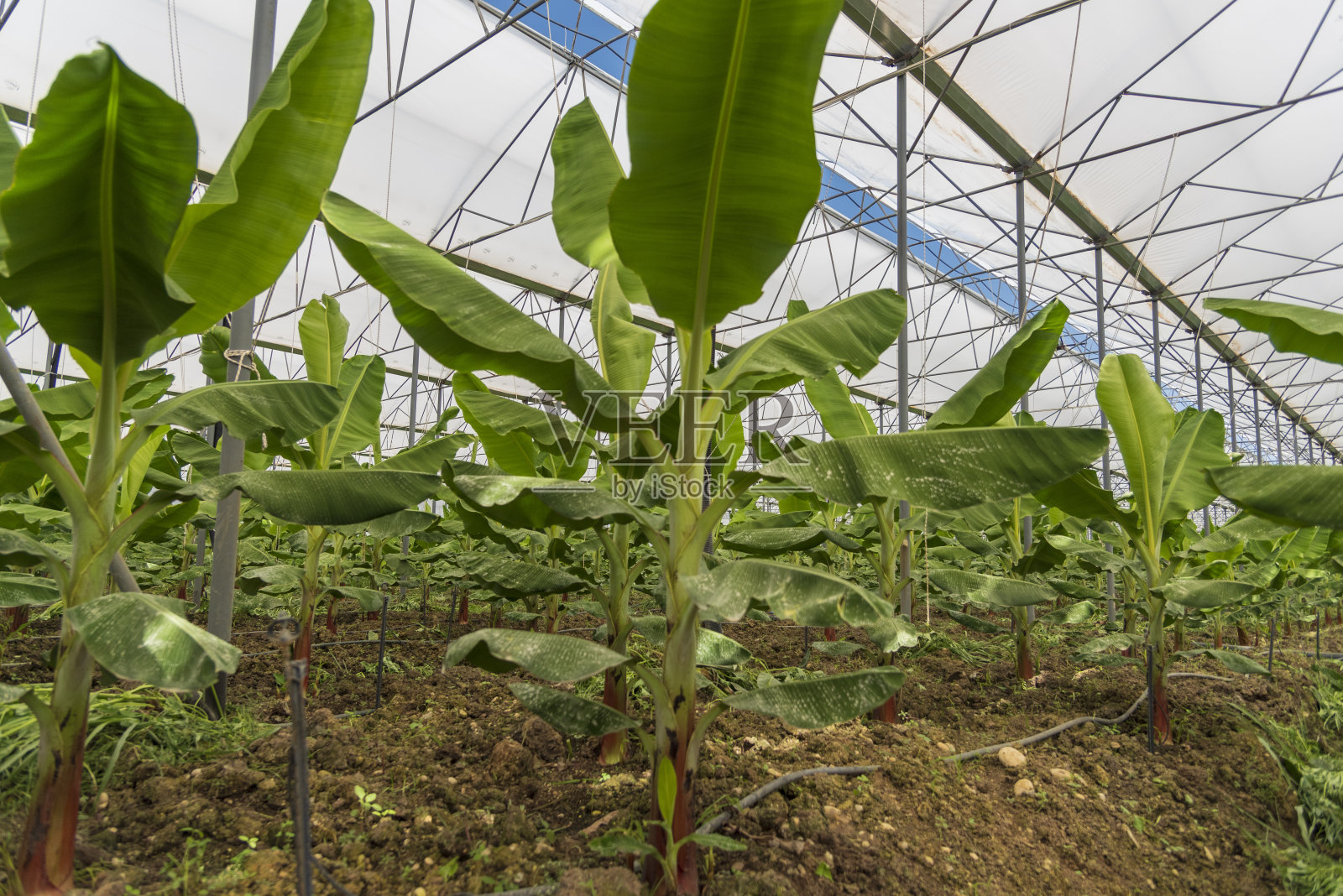 大香蕉温室，赏心悦目照片摄影图片