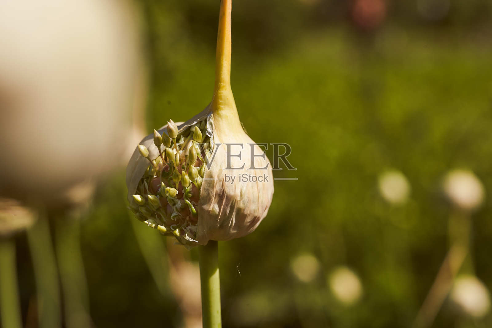 在绿色的背景上打开大蒜花。特写镜头照片摄影图片