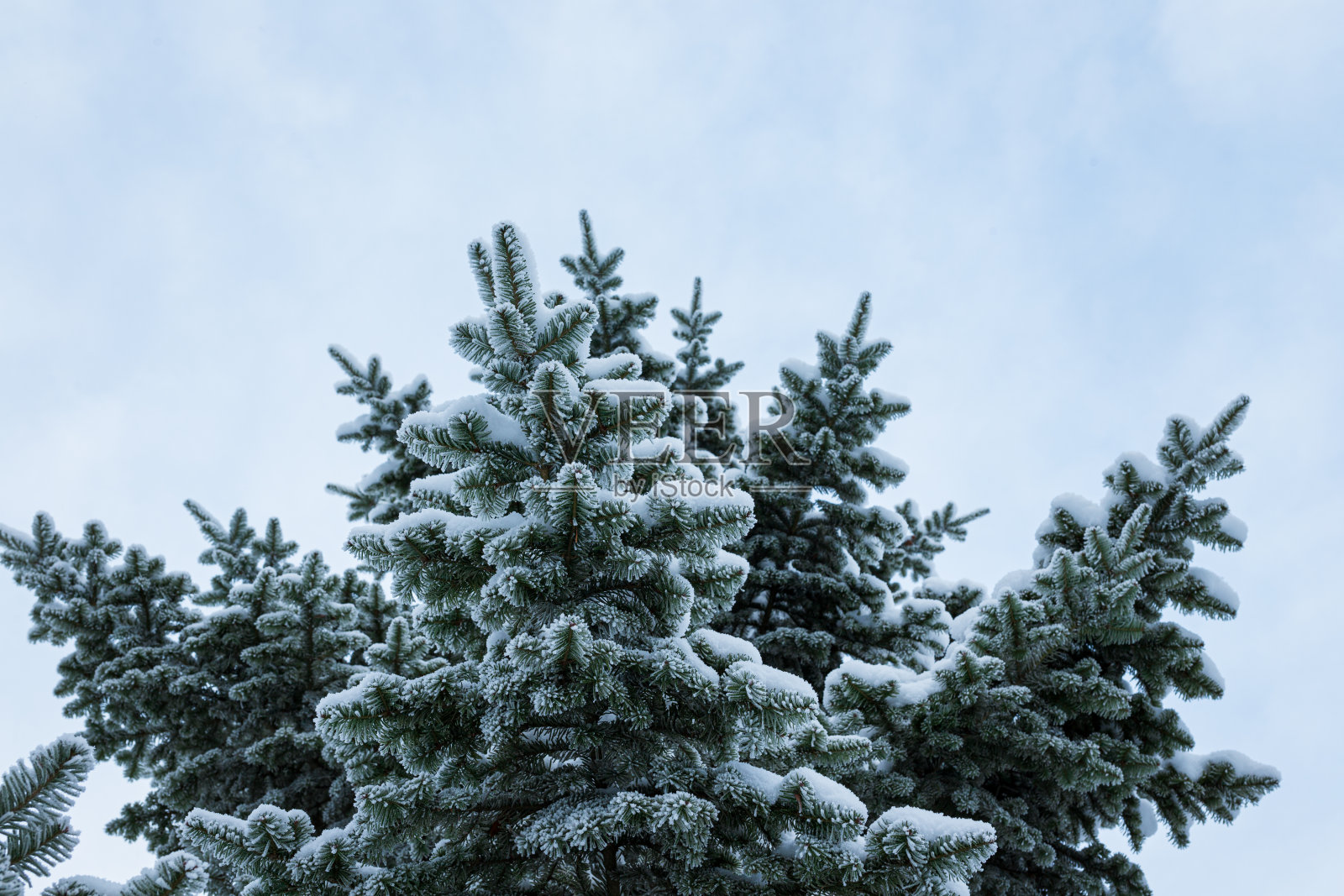 冬季云杉树枝上的白霜照片摄影图片