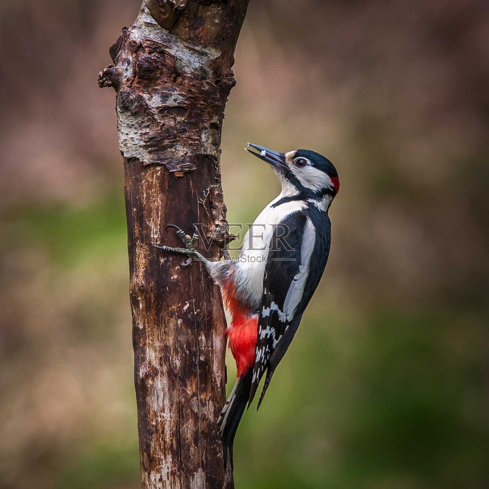 雄性大斑啄木鸟照片摄影图片